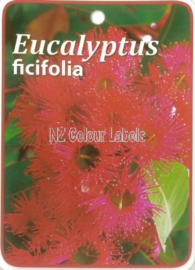 EUCALYPTUS ficifolia - Click Image to Close