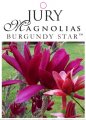 MAGNOLIA BURGUNDY STAR