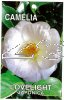 CAMELLIA Lovelight Japonica