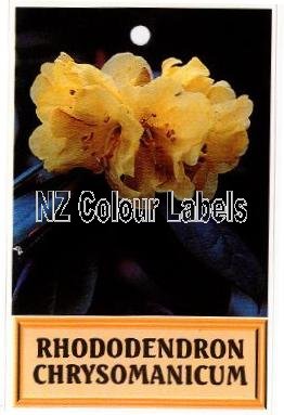 RHODODENDRON Chrysomanicum - Click Image to Close