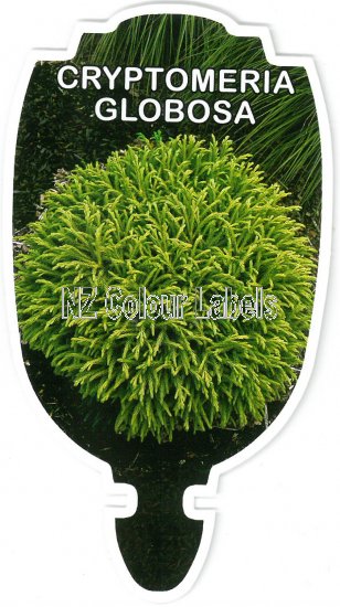 CRYPTOMERIA jap. globosa nana - Click Image to Close