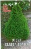 PICEA glauca Albertiana Conica