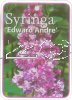 SYRINGA Edward Andre