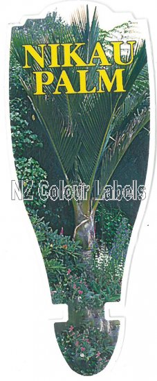 RHOPALOSTYLIS SAPIDA [Nikau Palm] - Click Image to Close