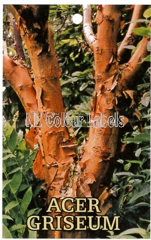 ACER Griseum - Click Image to Close