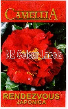 CAMELLIA Rendezvous - Click Image to Close