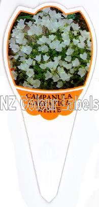 CAMPANULA Carpatica White - Click Image to Close