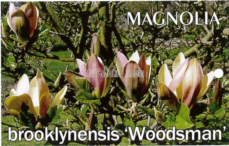 MAGNOLIA brooklynensis Woodsman - Click Image to Close