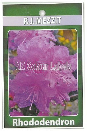 RHODODENDRON P.J.Mezzit - Click Image to Close