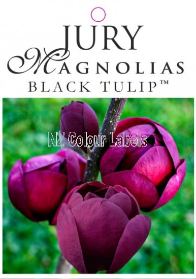 MAGNOLIA BLACK TULIP - Click Image to Close