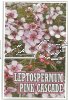 LEPTOSPERMUM Pink Cascade