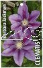 CLEMATIS Barbara Jackman