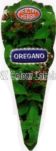 Oregano Golden - Origanum Vulgare - Click Image to Close