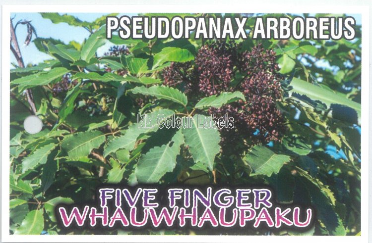 PSEUDOPANAX arboreus - Click Image to Close