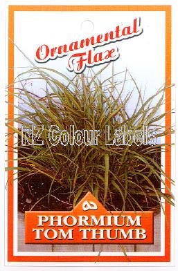 Phormium Tom Thumb - Click Image to Close