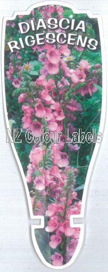 DIASCIA RIGESCENS - Click Image to Close