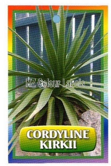 CORDYLINE Kirkii - Click Image to Close