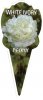 PAEONIA (Peony) White Ivory