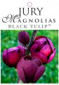 MAGNOLIA BLACK TULIP