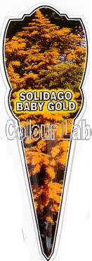 SOLIDAGO Baby Gold - Click Image to Close