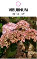 VIBURNUM ROSEUM