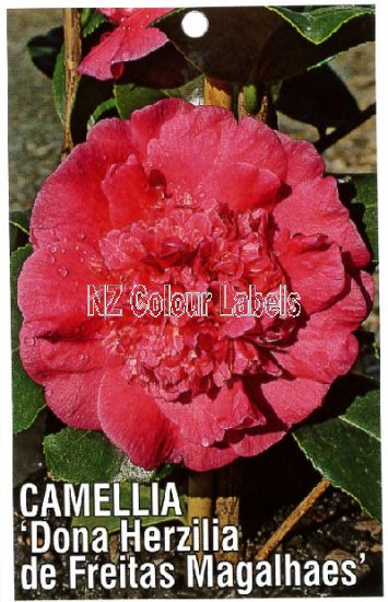 CAMELLIA Dona Herzilia de Freitas Magalhaes - Click Image to Close