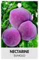 NECTARINE SUNGLO NECTARINE SUNGLO