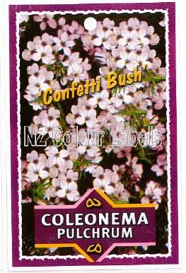 COLEONEMA pulchrum Pink - Click Image to Close