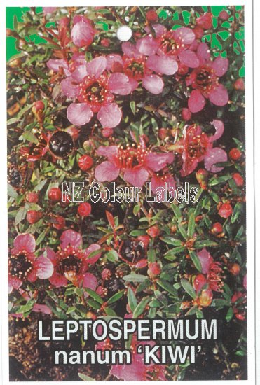 LEPTOSPERMUM Nanum Kiwi - Click Image to Close