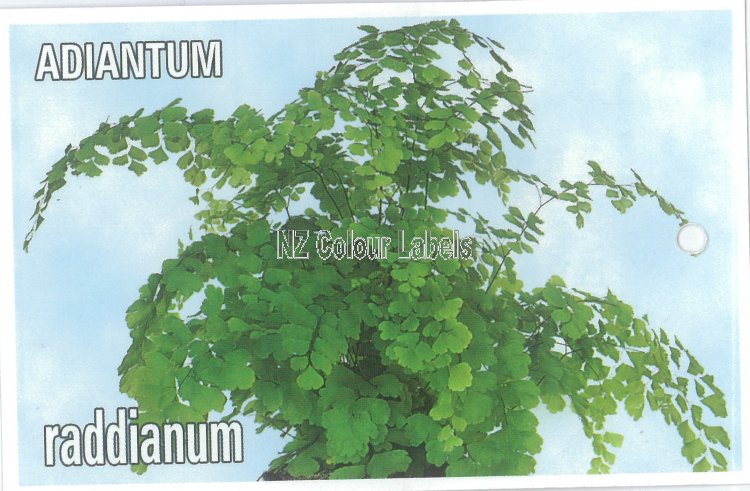 ADIANTUM raddianum [Delta Maiden-hair Fern] - Click Image to Close