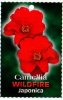 CAMELLIA Wildfire Japonica