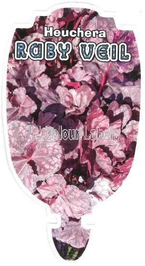 HEUCHERA Ruby Veil - Click Image to Close