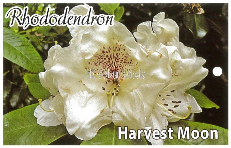 RHODODENDRON Harvest Moon - Click Image to Close