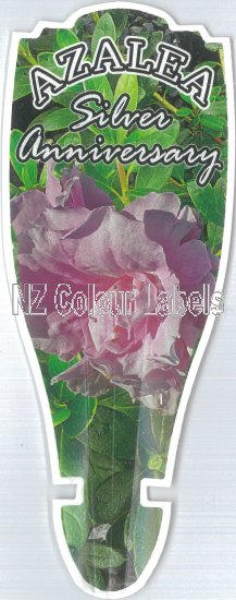 AZALEA Evergreen SILVER ANNIVERSARY - Click Image to Close