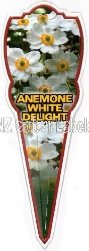 ANEMONE White Delight - Click Image to Close