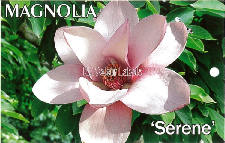 MAGNOLIA Serene - Click Image to Close