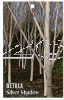 BETULA Silver Shadow