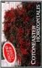 Cotoneaster Horizontalis