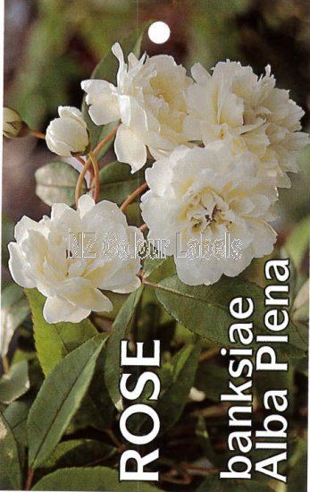 ROSA banksia Alba - Click Image to Close