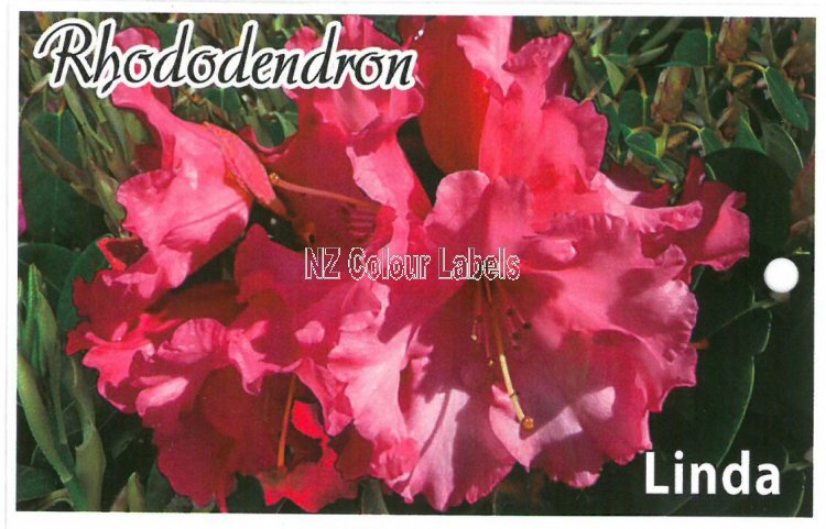 RHODODENDRON Linda - Click Image to Close