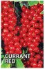 CURRANTS Red