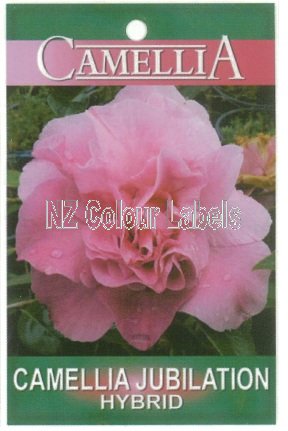 CAMELLIA Jubilation Hybrid - Click Image to Close