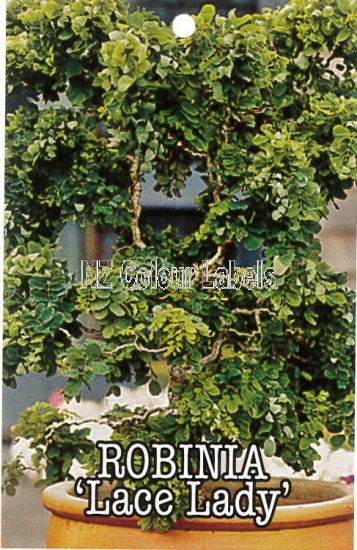 ROBINIA 'LACE LADY' - Click Image to Close