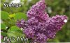 SYRINGA Pats' Lilac