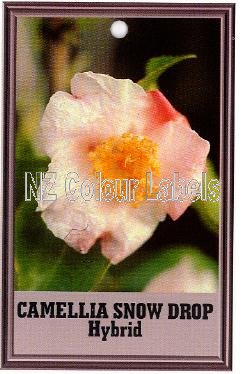 CAMELLIA Snow Drop Hybrid - Click Image to Close