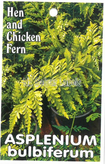 ASPLENIUM bulbiferum - Click Image to Close