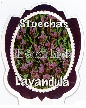 LAVANDUA stoechas - Click Image to Close