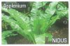 ASPLENIUM nidus [Bird's Nest Fern]