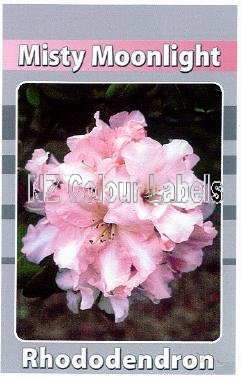 RHODODENDRON Misty Moonlight - Click Image to Close