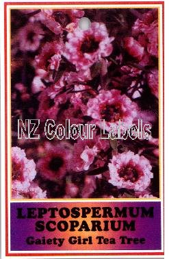 LEPTOSPERMUM Gaiety Girl - Click Image to Close